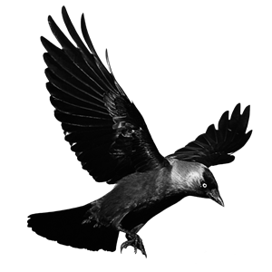 Raven PNG-71452